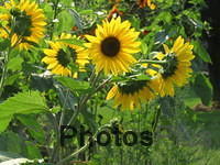 Sunflowers IMG 2531