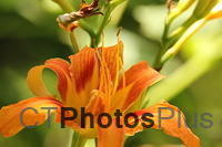 Tiger Lilly IMG 0932