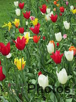 Tulips IMG 1288