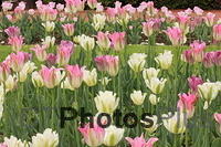 Tulips IMG 4067