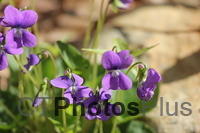 Violets IMG 9307
