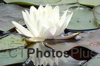 Water Lilly IMG 0171