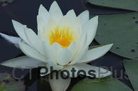 Water Lilly IMG 0178