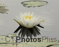 Water Lilly U82A4015c