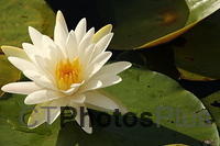 Water lilly IMG 6505