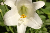 White Lily IMG 5259
