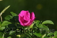 Wild Rose U82A1699