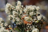 Wildflower bush at Trustom IMG 9388