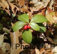 Wintergreen Berries U82A1204c