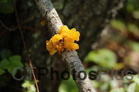 Witches butter IMG 9999 34