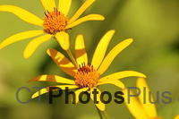 Woodland Sunflower IMG 6682