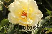Yellow Rose IMG 2272