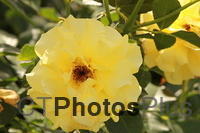 Yellow Roses IMG 2275