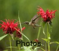 Female Ruby Throated- Hummingbird U82A3226c