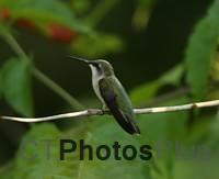 Female Ruby-throated Hummingbird perched IMG 9999 150c