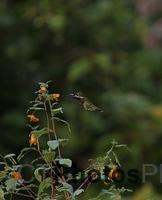 Hummingbird IMG 6999