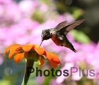 Mature Male Hummingbird Feeding IMG 6377c