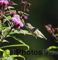 Ruby Thrated Hummingbird (female) IMG 2080c