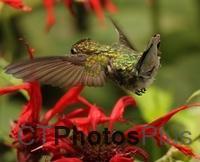 Ruby Throated Hummingbird (female)IMG 1415c