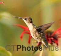 Ruby Throated Hummingbird (female)IMG 1601c