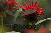 Ruby Throated Hummingbird IMG 1219