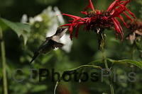 Ruby Throated Hummingbird (female) IMG 1684