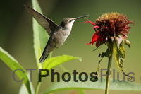 Ruby Throated Hummingbird (female) IMG 1720