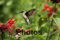Ruby Throated Hummingbird (female) IMG 1806