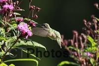 Ruby Throated Hummingbird (female) IMG 2082c