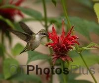 Ruby Throated Hummingbird (female) U82A3086c