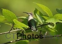 Ruby Throated Hummingbird (female) perched IMG 1763c