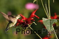 Ruby Throated Hummingbird (female)IMG 1625