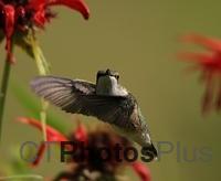 Ruby Throated Hummingbird (female)IMG 1713c