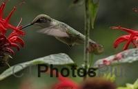 Ruby Throated Hummingbird IMG 1222c