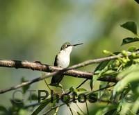 Ruby Throated Hummingbird perched (female) IMG 9999 133c