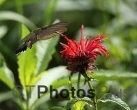 Ruby-Throated Hummingbird U82A3360c