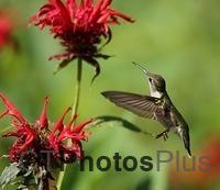 Ruby-Throated Hummingbird U82A3889c