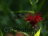 Ruby-Throated Hummingbird femaleIMG 9999 435c