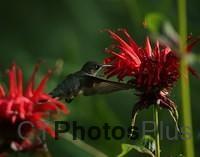 Ruby-Throated Hummingbird femaleIMG 9999 478c