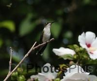 Ruby-Throated Hummingbird on Rose of Sharon IMG 6923c