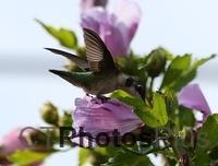 Ruby-Throated Hummingbird on Rose of SharonIMG 6914c