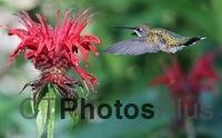 Ruby-throated Hummingbird (female) U82A3103c