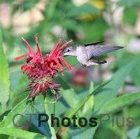 Ruby-throated Hummingbird (female) U82A3097c