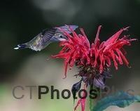 Ruby-throated Hummingbird (female) U82A3113c