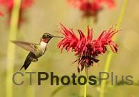 Ruby-throated Hummingbird (male) IMG 9999 134c