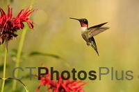 Ruby-throated Hummingbird (male) IMG 9999 138