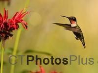 Ruby-throated Hummingbird (male) IMG 9999 139c