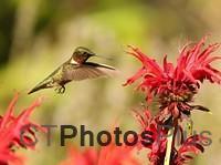 Ruby-throated Hummingbird (male) IMG 9999 150c