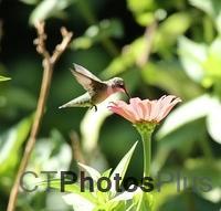 Ruby-throated Hummingbird IMG 6664c