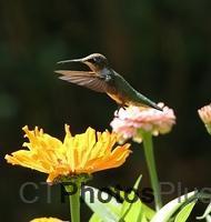 Ruby-throated Hummingbird IMG 6691c